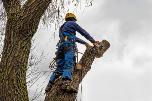 Best Tree Trimming Near Me  in Desert Aire, WA